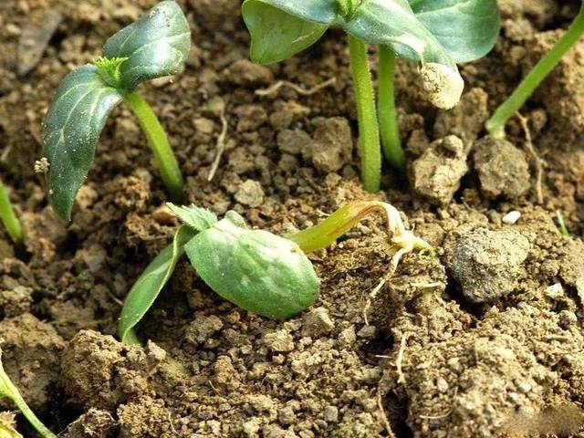 黃瓜常見的6種病蟲害，做好防治工作，全程高產(chǎn)無病害