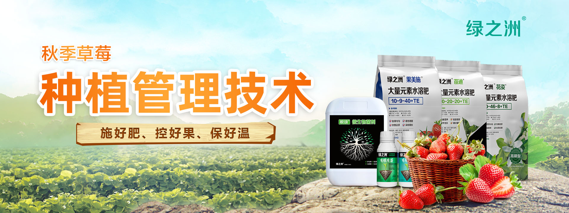 草莓種植管理技術(shù)